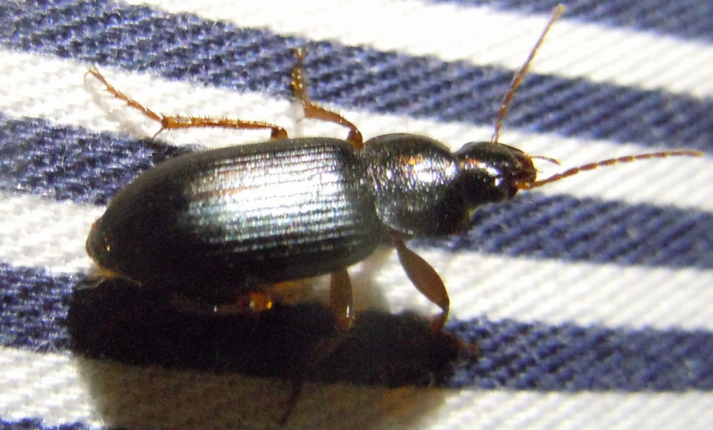 Ophonus ardosiacus  e Pseudoophonus rufipes  (Carabidae)