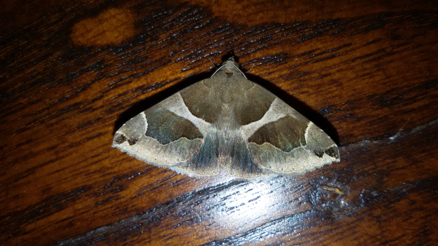 Dysgonia torrida o algira? D. algira, Erebidae