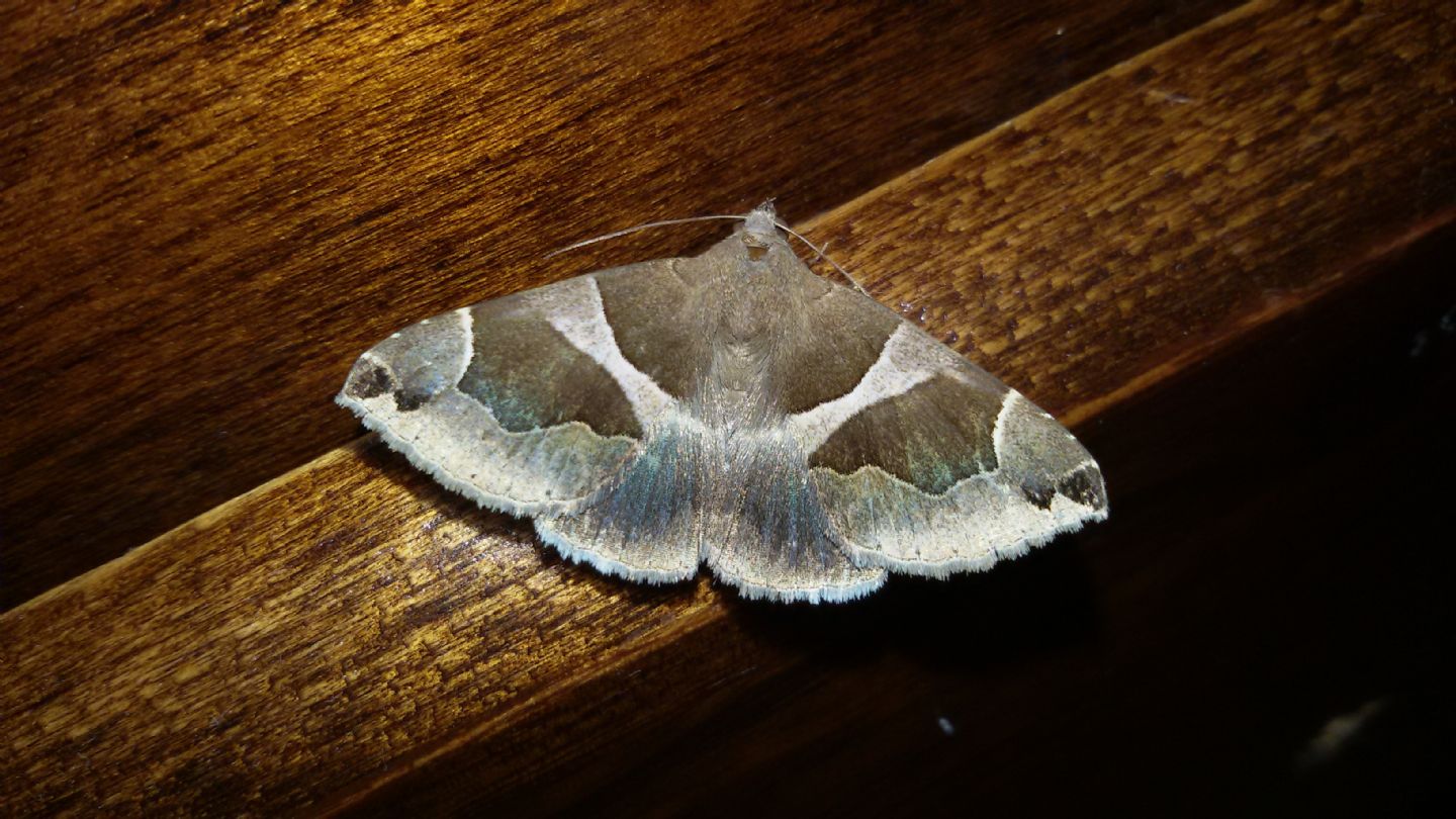 Dysgonia torrida o algira? D. algira, Erebidae