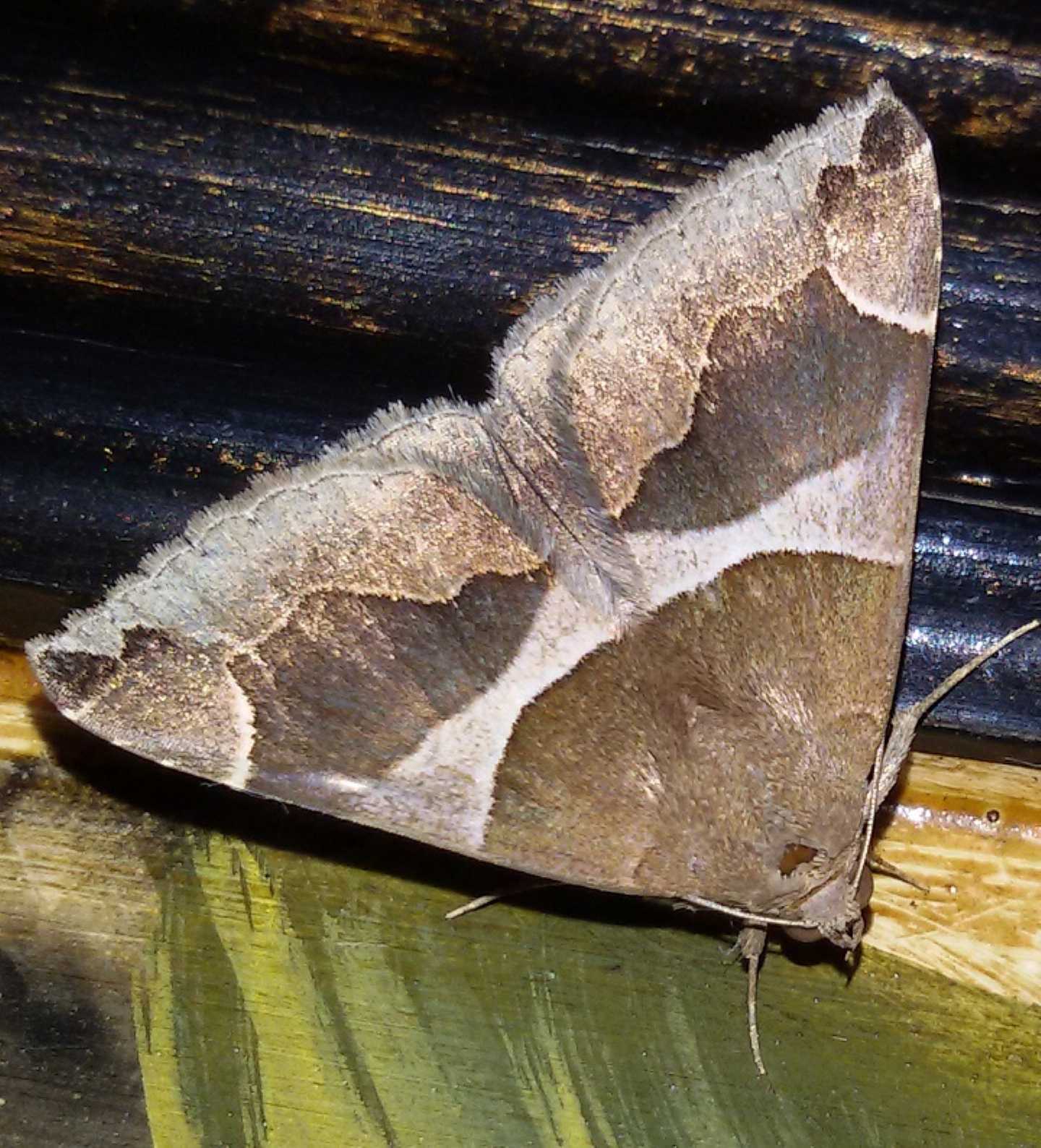 Dysgonia torrida o algira? D. algira, Erebidae