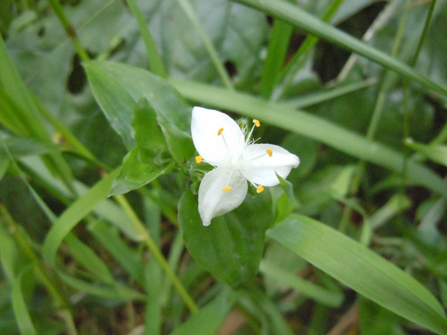 Tradescantia fluminensis / Tradescanzia sudamericana