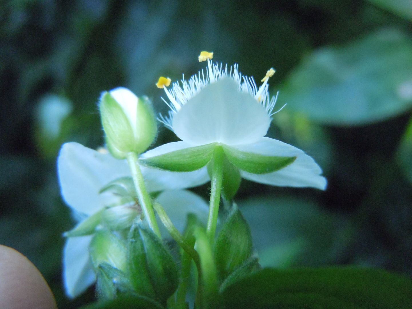 Tradescantia fluminensis / Tradescanzia sudamericana