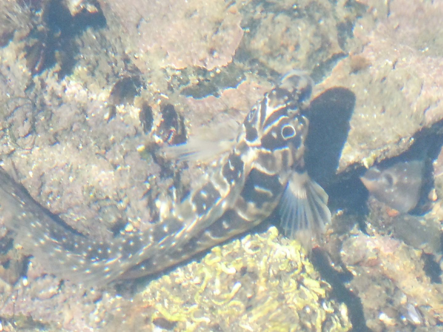 Salaria pavo dal Lago Fusaro (NA)