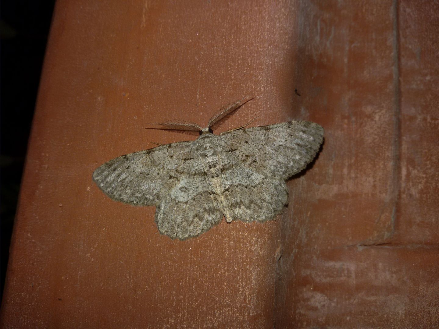 Geometridae da identificare - Hypomecis punctinalis