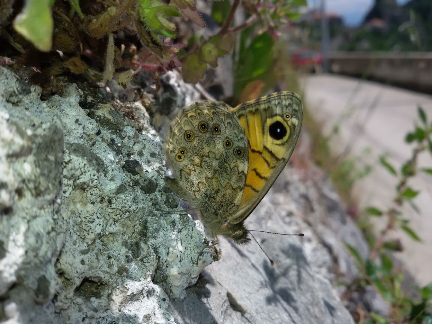 Lasiommata maera? No, L. megera - Nymphalidae