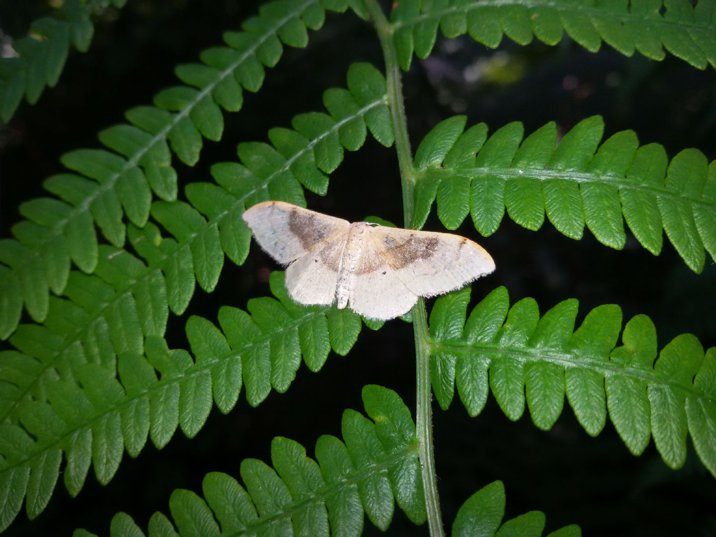 Idaea degeneraria? S