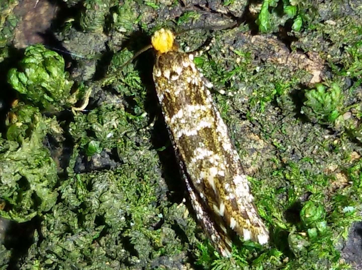 Triaxomera parasitella? S