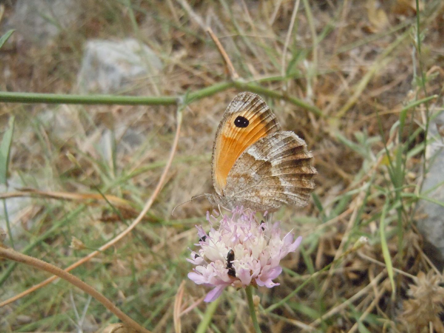 Pyronia (Idata) cecilia