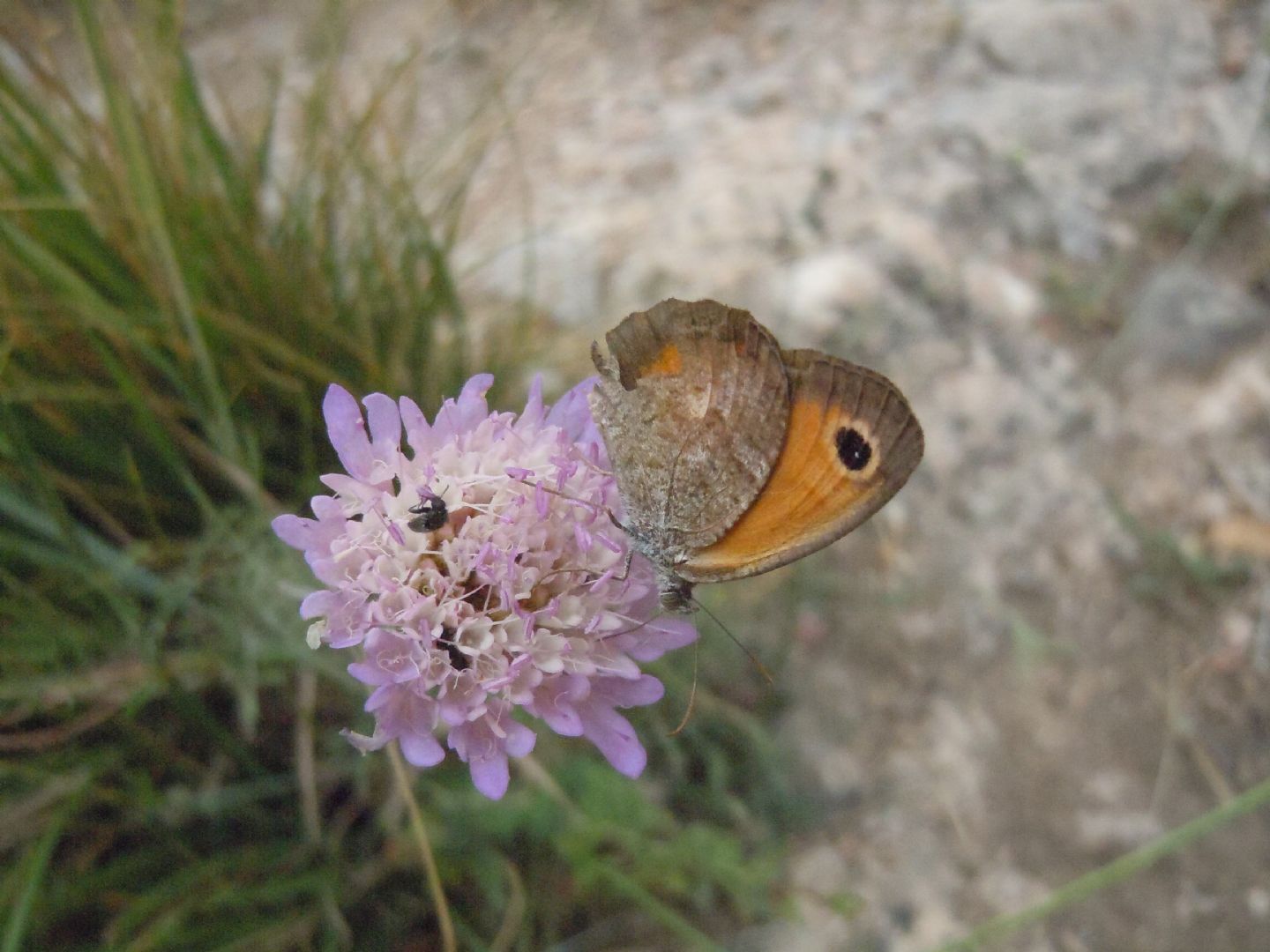 Pyronia (Idata) cecilia
