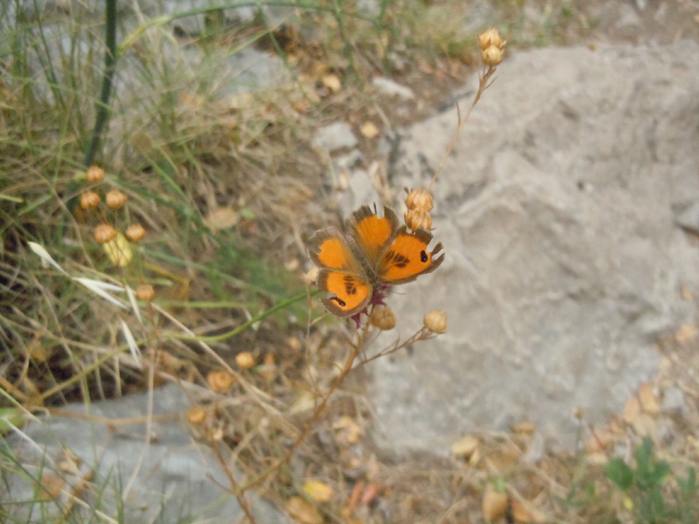 Pyronia (Idata) cecilia