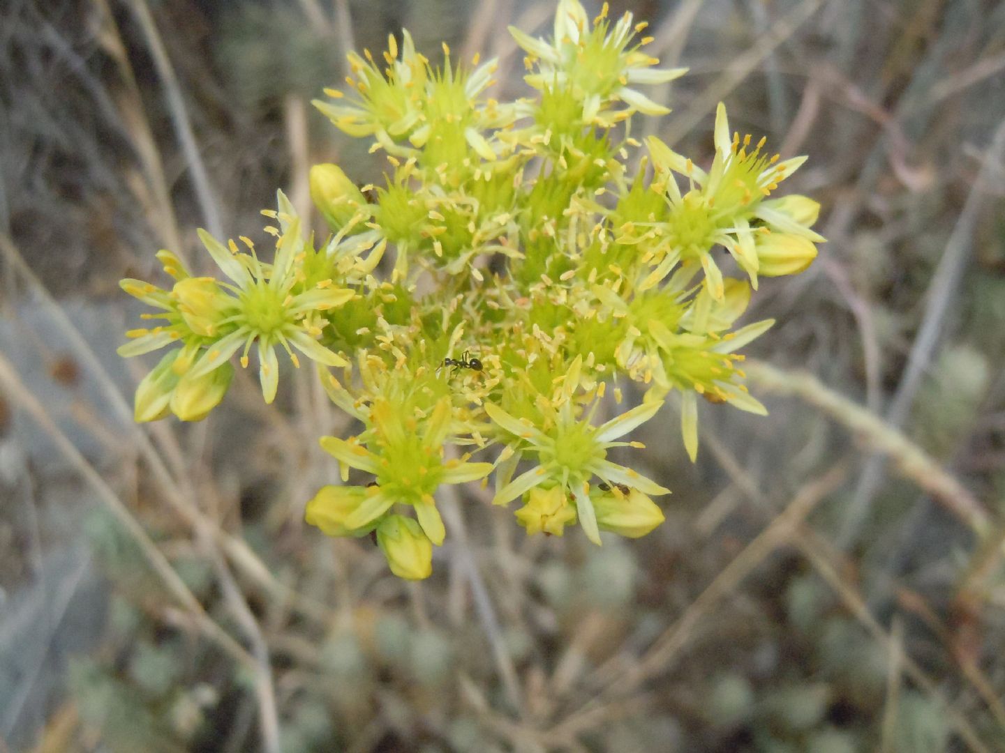 Petrosedum (=Sedum) sediforme / borracina di Nizza