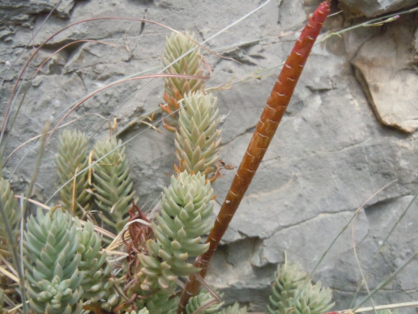 Petrosedum (=Sedum) sediforme / borracina di Nizza