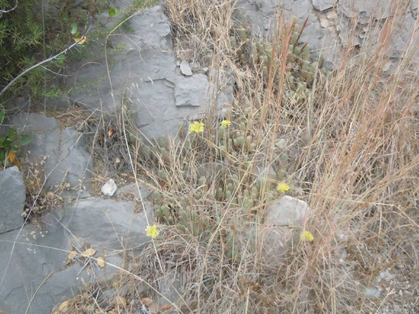 Petrosedum (=Sedum) sediforme / borracina di Nizza