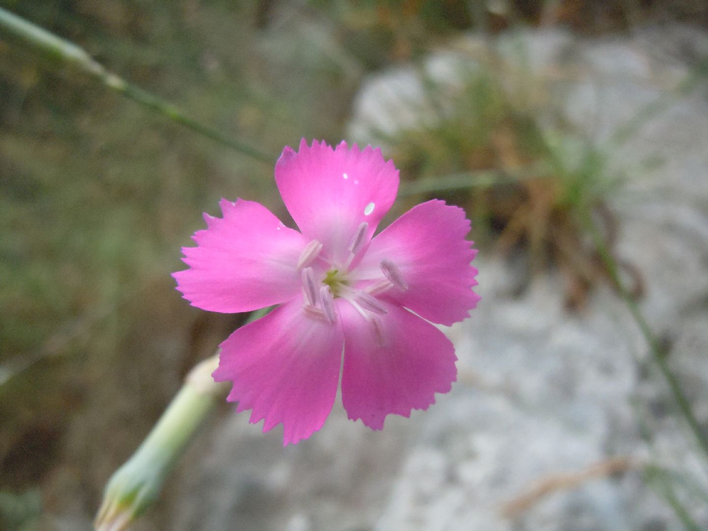 Dianthus longicaulis / Garofano a fusto allungato