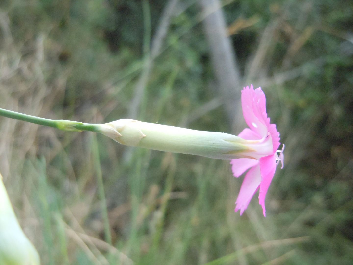 Dianthus longicaulis / Garofano a fusto allungato