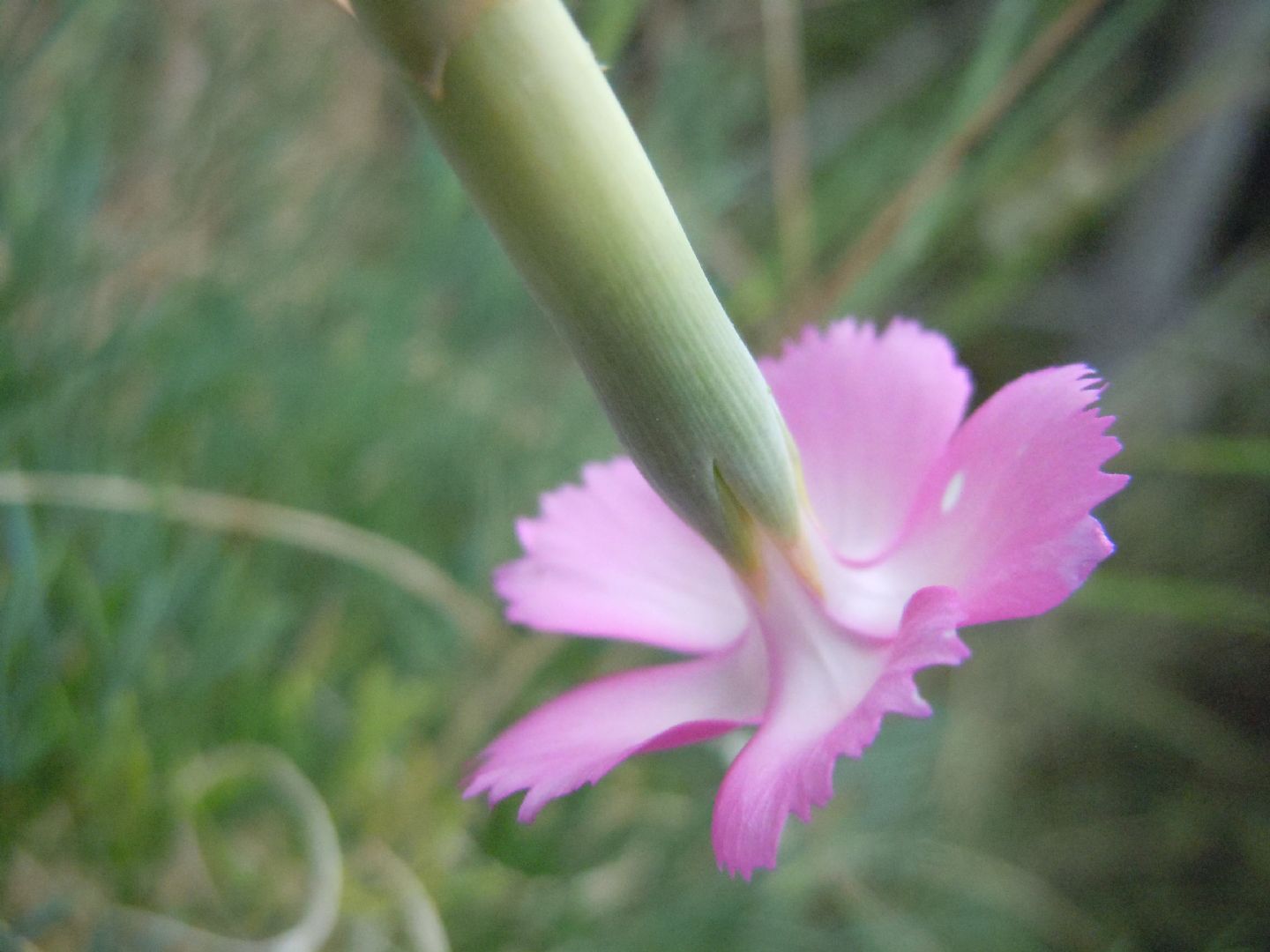 Dianthus longicaulis / Garofano a fusto allungato