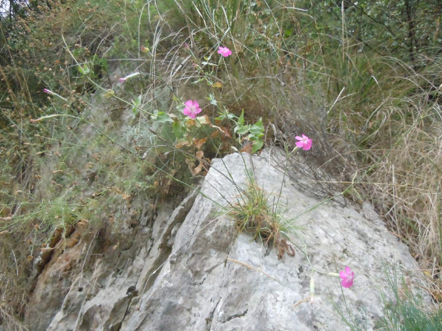 Dianthus longicaulis / Garofano a fusto allungato