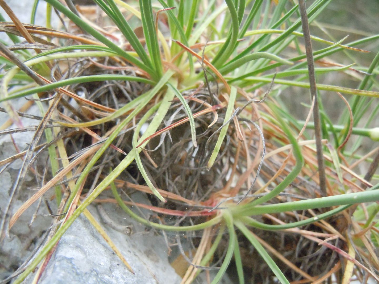 Dianthus longicaulis / Garofano a fusto allungato