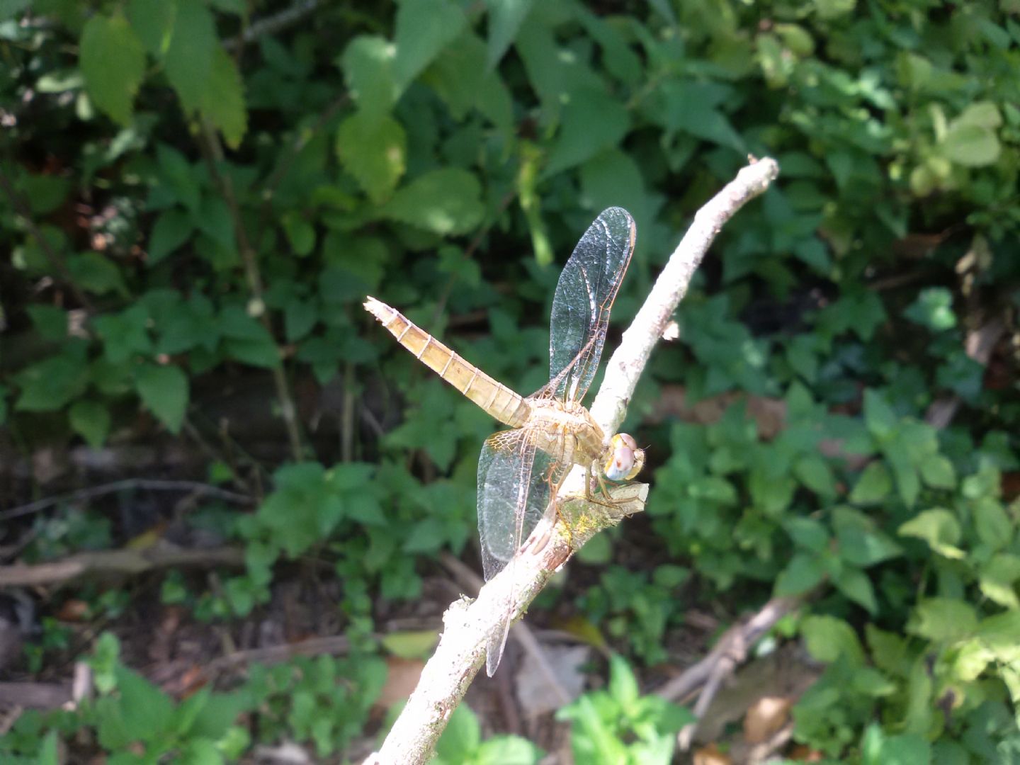 Crocothemis erythraea femmina?