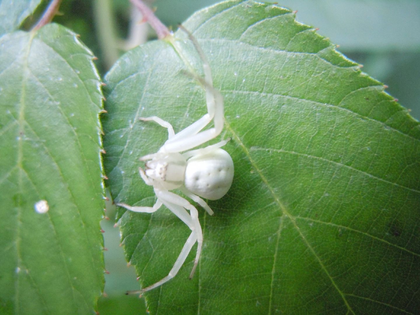 Misumena vatia?