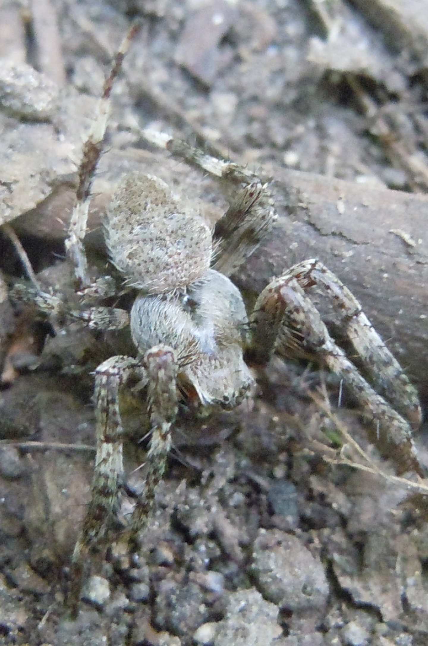 Araneidae : Araneus angulatus  - Cratere degli Astroni (NA)