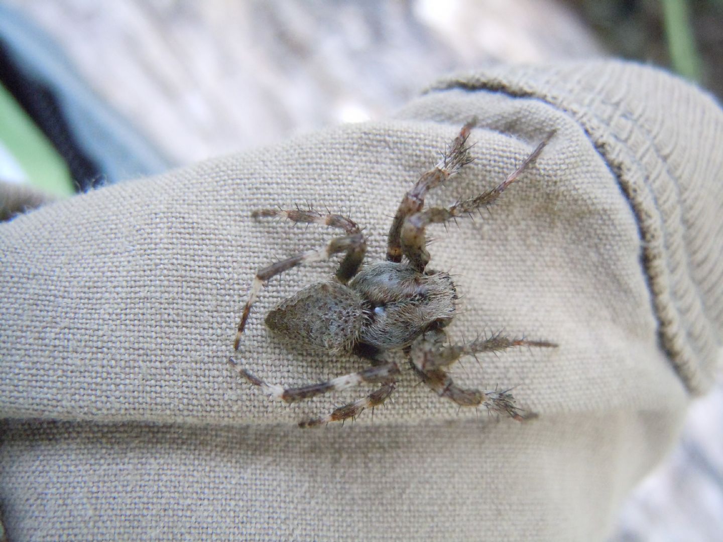 Araneidae : Araneus angulatus  - Cratere degli Astroni (NA)