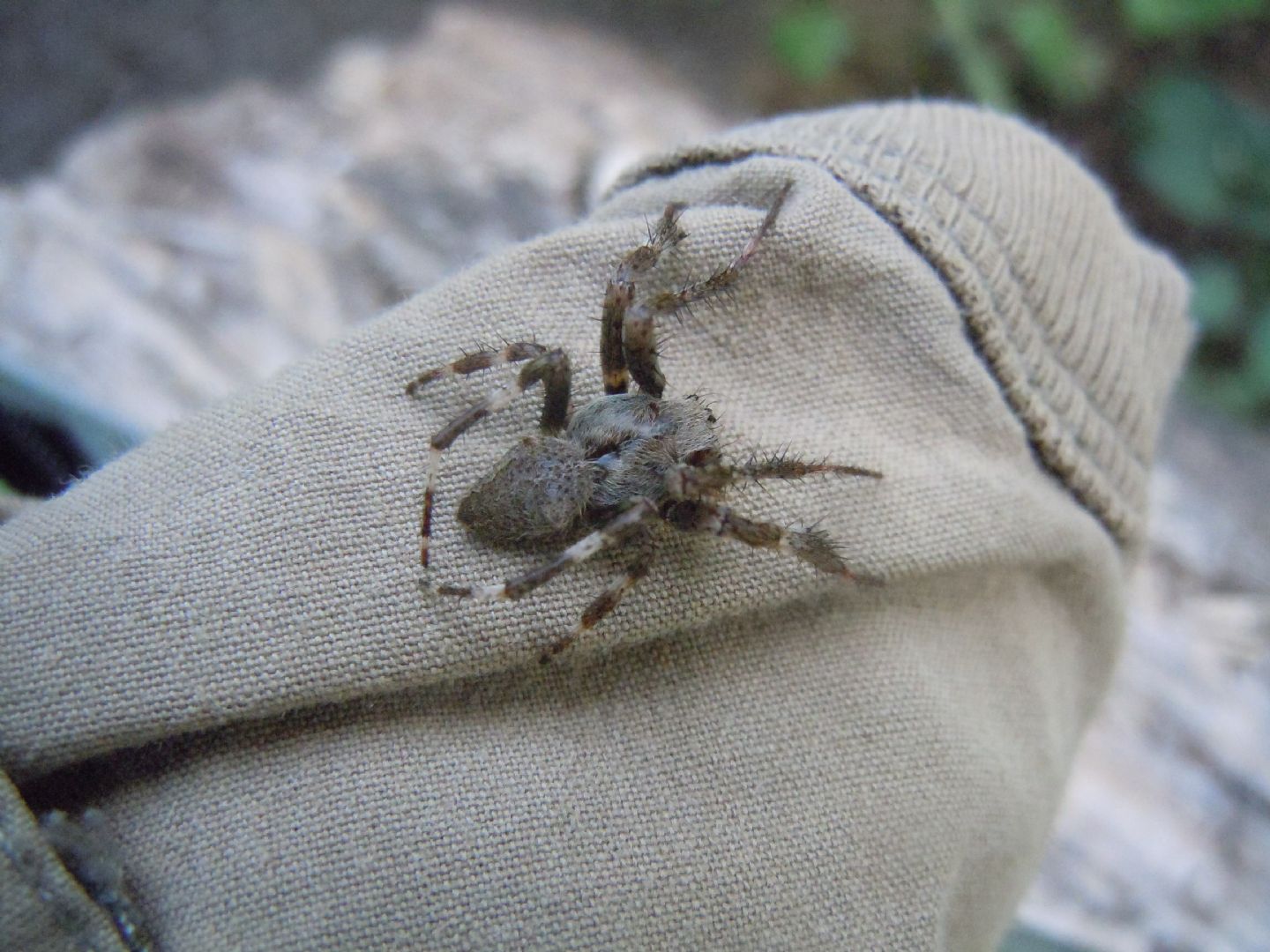 Araneidae : Araneus angulatus  - Cratere degli Astroni (NA)