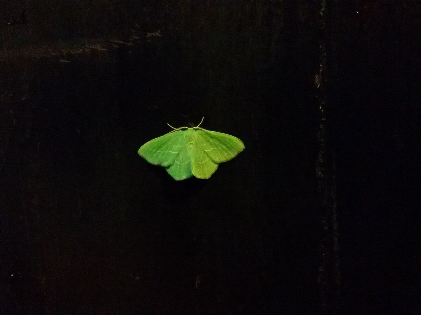Hemistola chrysoprasaria? Hemistola cfr. siciliana, Geometridae