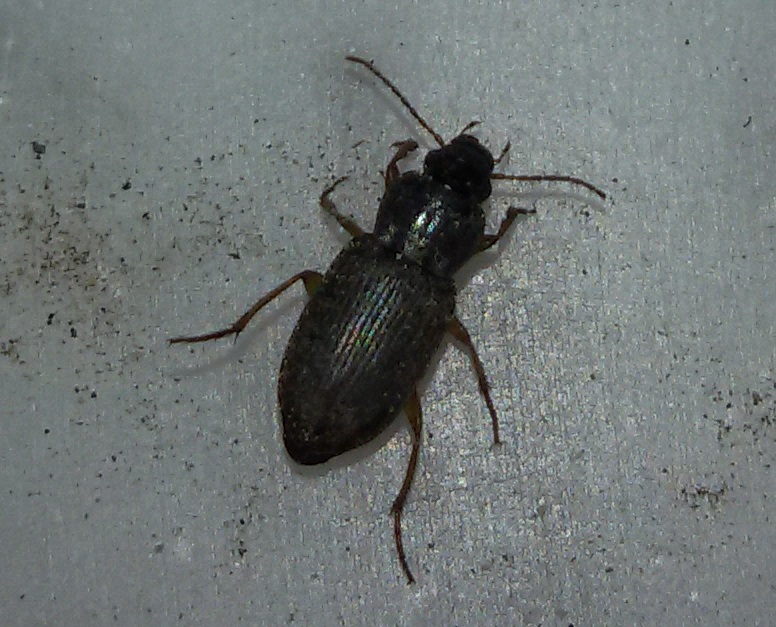 Carabidae: cfr. Pseudoophonus sp.