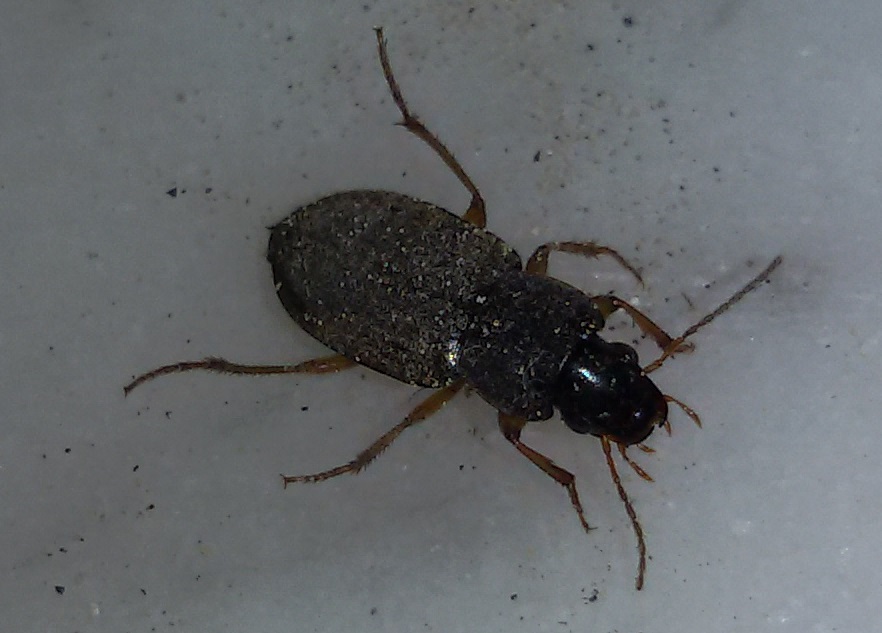 Carabidae: cfr. Pseudoophonus sp.