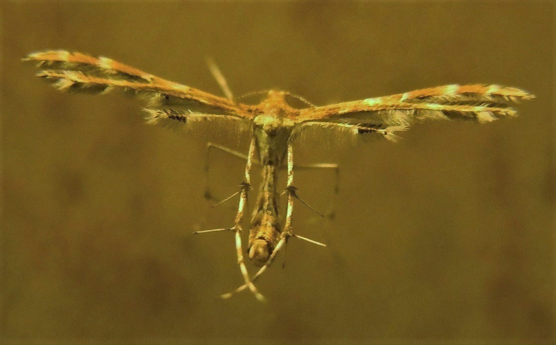 Cfr. Oxyptilus pilosellae, Pterophoridae