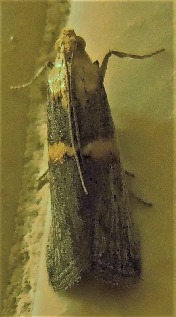Pyralidae?