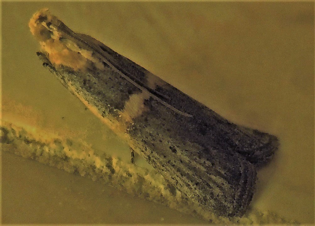 Pyralidae?