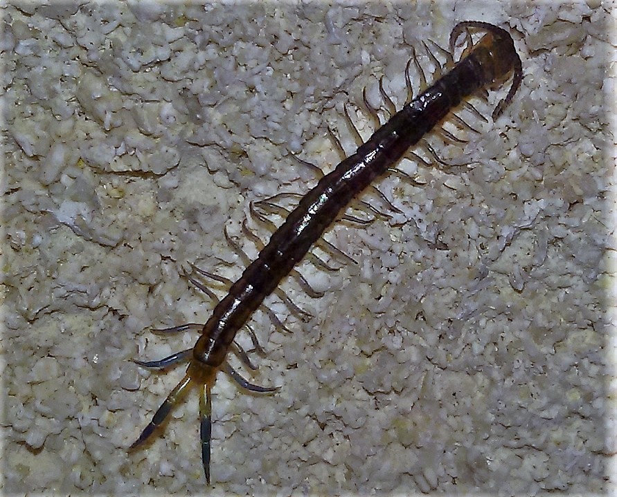 Scolopendra cingulata?.... Scolopendra cfr. oraniensis