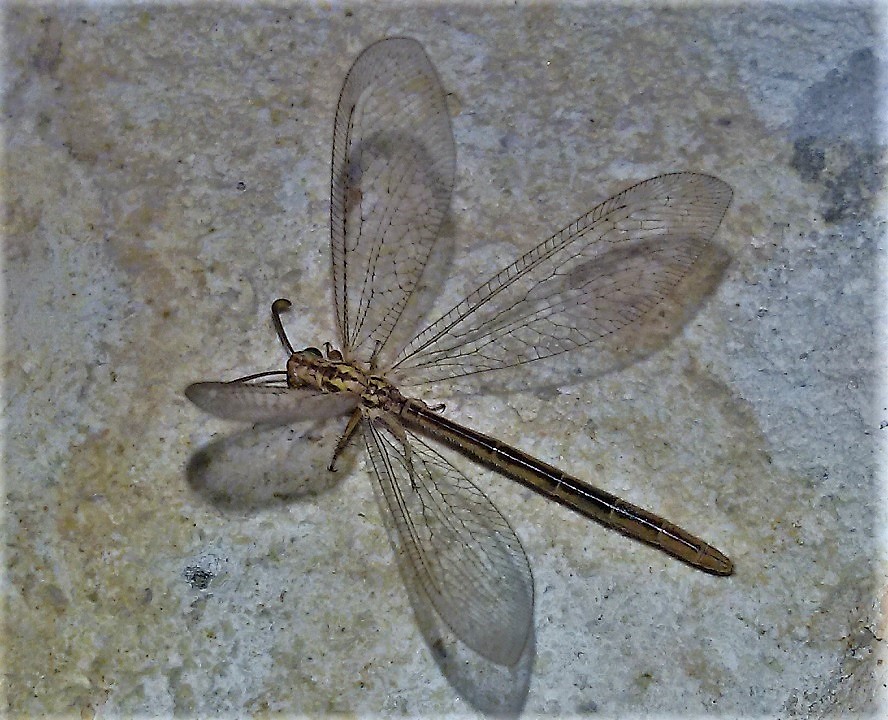 Femmina di Macronemurus appendiculatus?