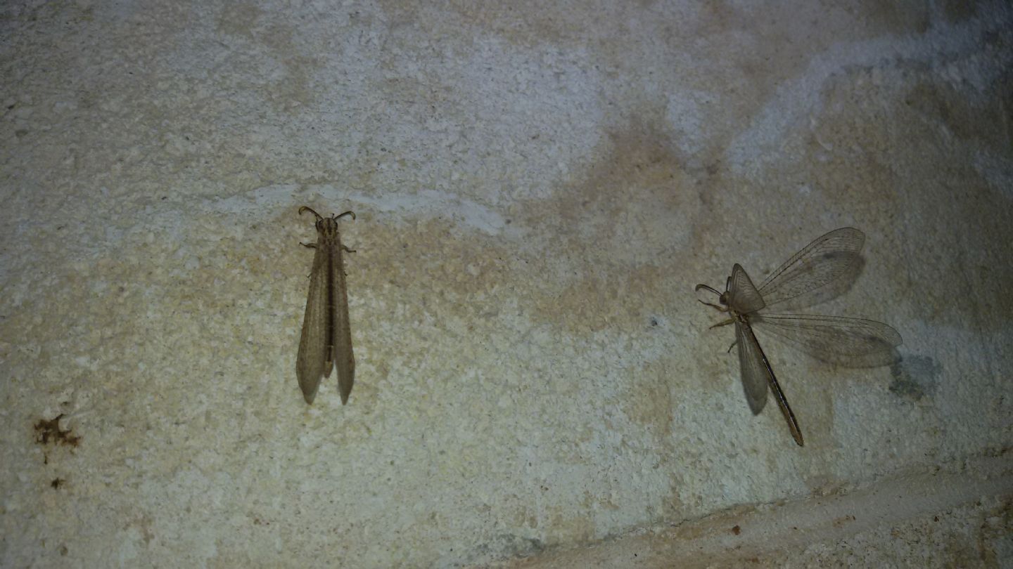 Femmina di Macronemurus appendiculatus?