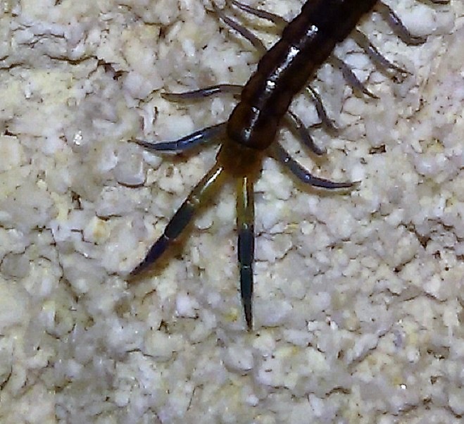 Scolopendra cingulata?.... Scolopendra cfr. oraniensis