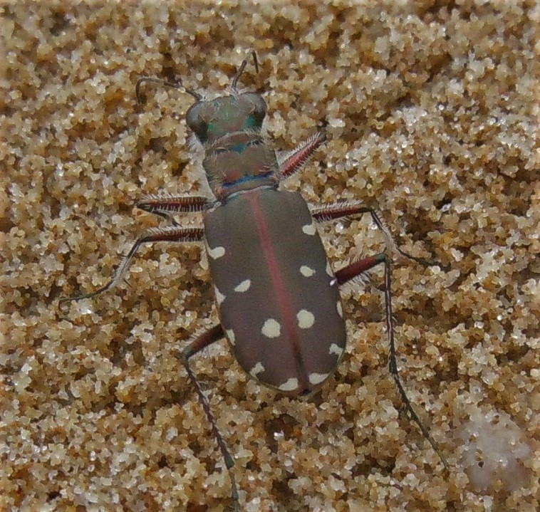 Carabidae:  Calomera littoralis nemoralis?  S !