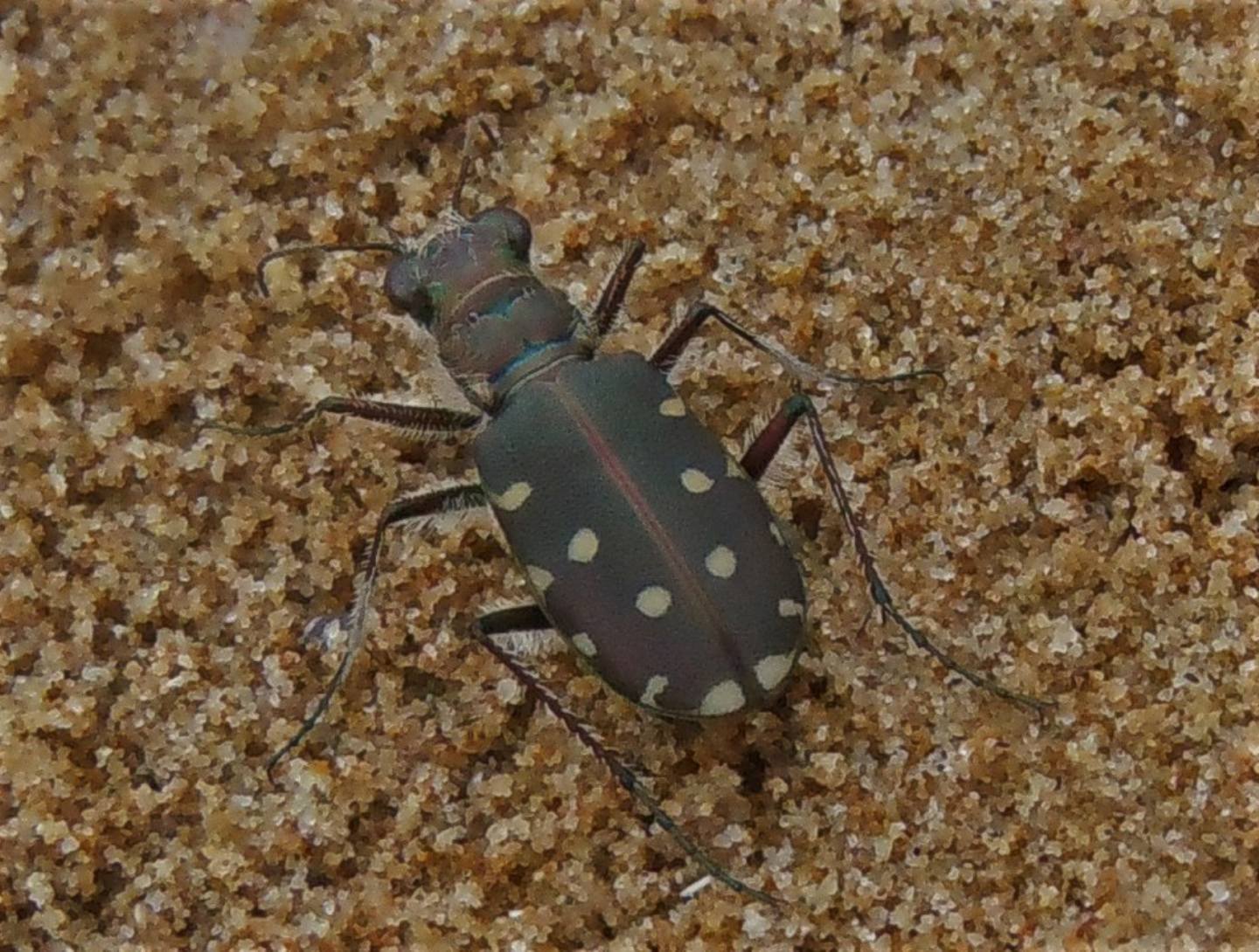 Carabidae:  Calomera littoralis nemoralis?  S !