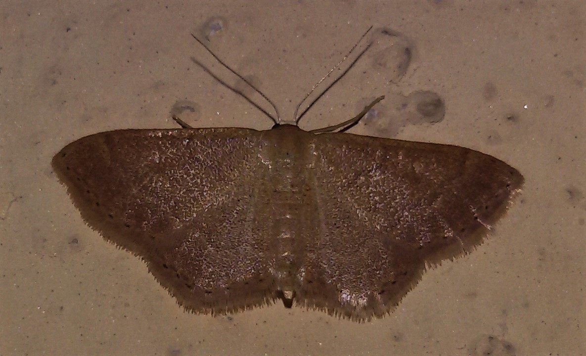 Qualche Idaea? - Idaea cfr. obsoletaria