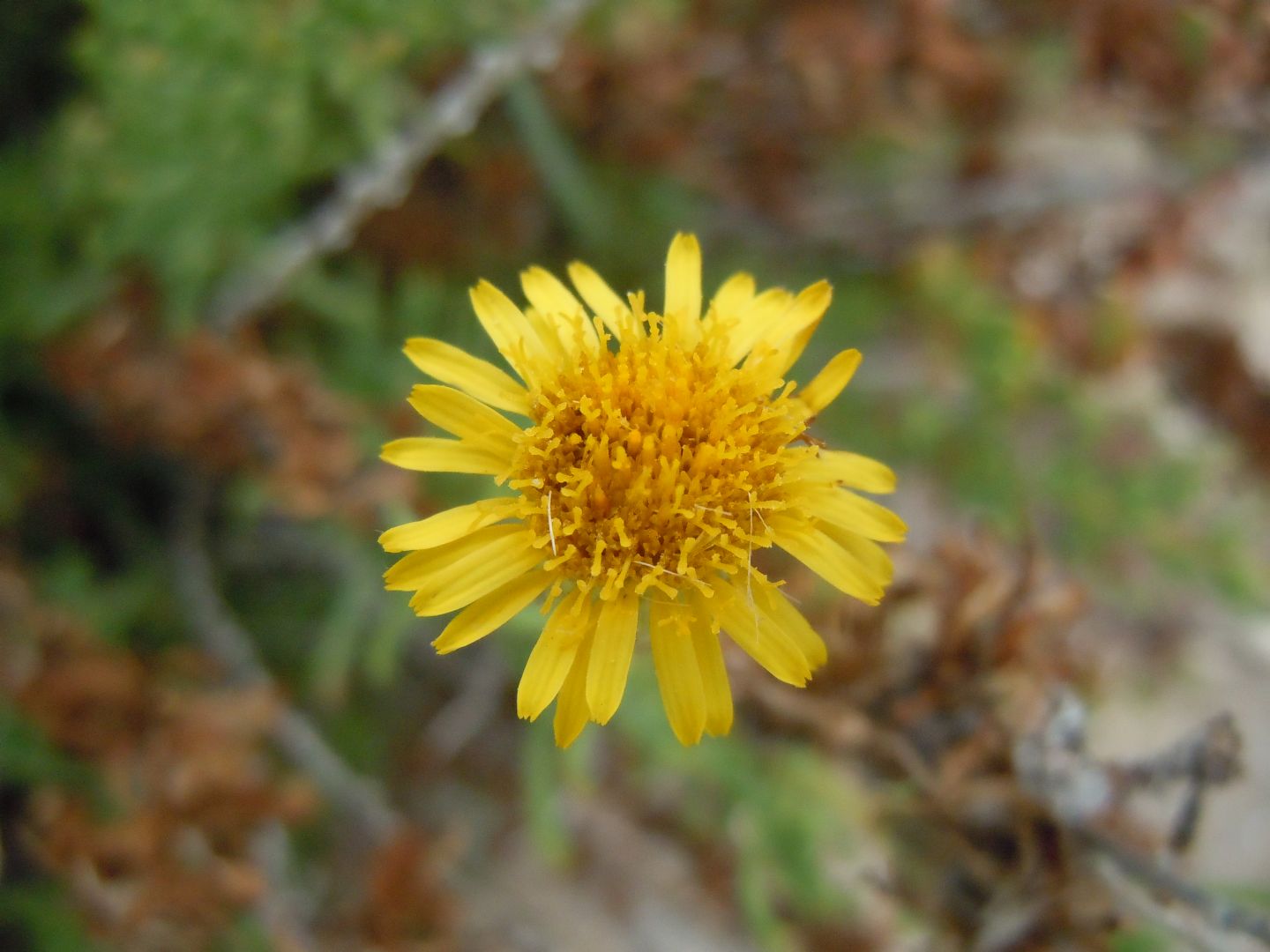 Asteracea - Limbarda crithmoides