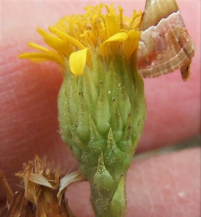 Asteracea - Limbarda crithmoides