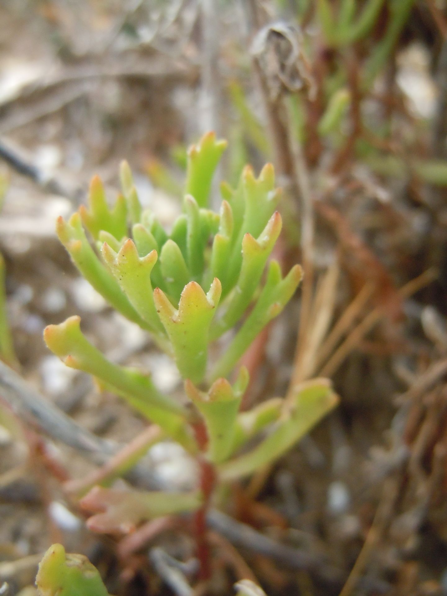 Asteracea - Limbarda crithmoides