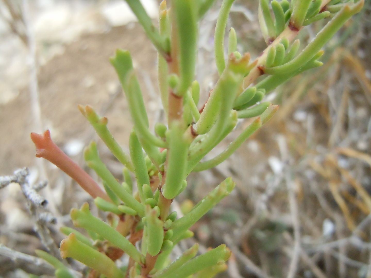 Asteracea - Limbarda crithmoides