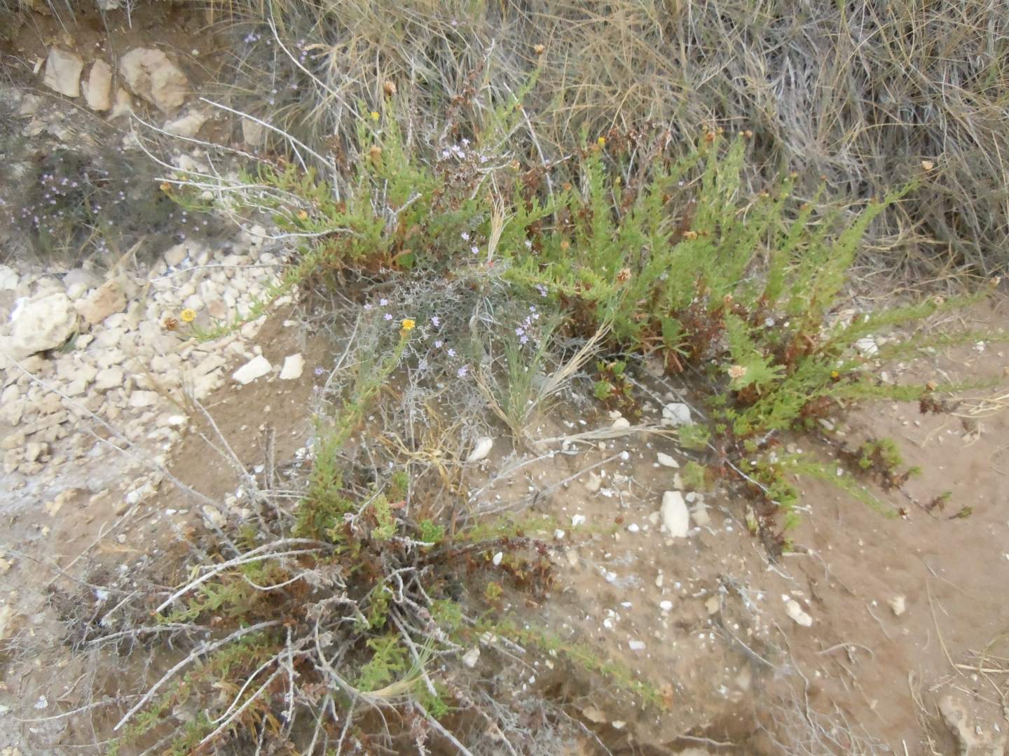 Asteracea - Limbarda crithmoides