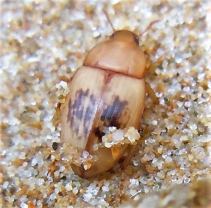 Phaleria cfr. acuminata (Tenebrionidae)