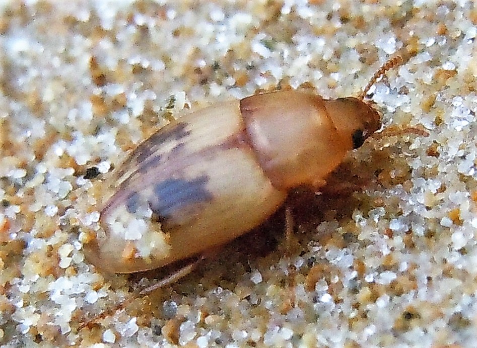 Phaleria cfr. acuminata (Tenebrionidae)