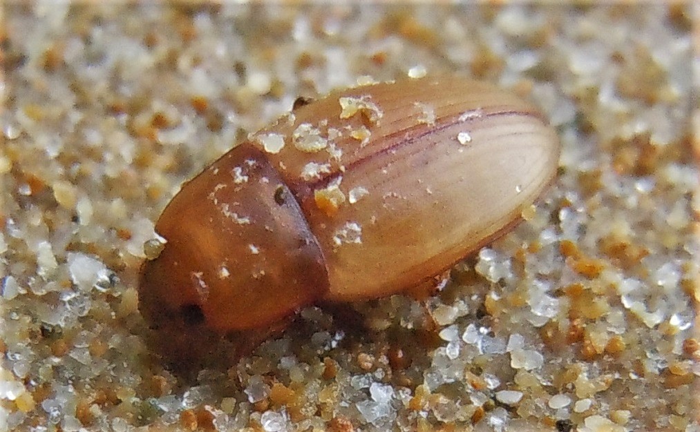 Phaleria cfr. acuminata (Tenebrionidae)