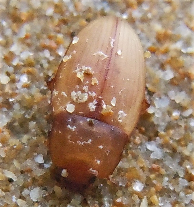 Phaleria cfr. acuminata (Tenebrionidae)