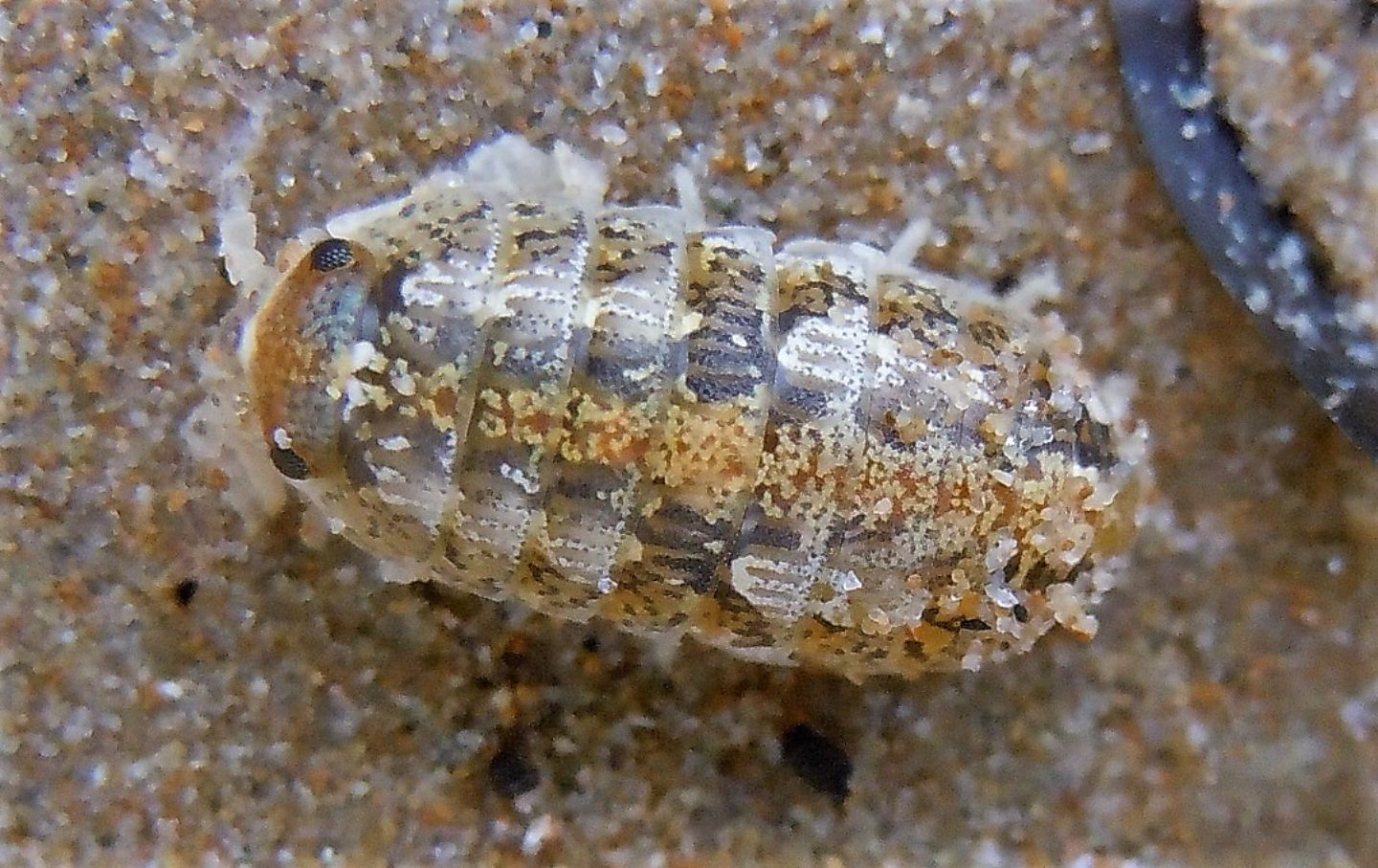 Tylidae da identificare